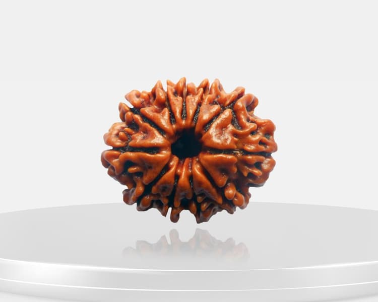 11 Mukhi Rudraksha