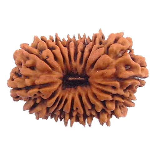 19 Mukhi Rudraksha