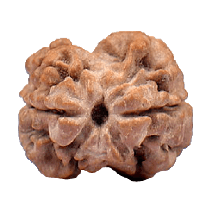 2 Mukhi Rudraksha