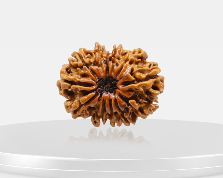12 Mukhi Rudraksha